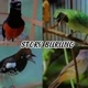 story' burung