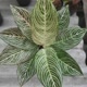 Senra Aglaonema Pekalongan
