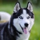 husky.loyal