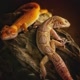Indo Gecko