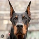 I Love Dobermann's