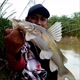Mas Bull Fishing