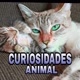 Doddy Santos/Curiosidades Animal