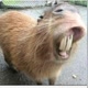 CAPIVARA🤠👍