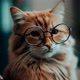 Cat News