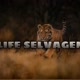 LIFE SELVAGEM