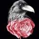 CROW WANT ROSE