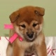 Nina Shiba Inu