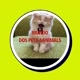 MUNDO DOS PETS