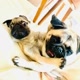 LifeofmyPugs