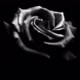 black rose❤️🔒