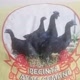 Ayam Cemani Jakarta