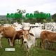 Agro_gadoXXI