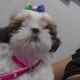 Shih-tzu Lunna