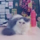 kucing jimbul