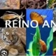 Reino Animal