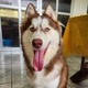 Aslan, o husky