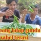 kubil si petualang