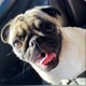 Fiorella a pug