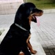 Apollo.Rott