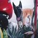 Pastor-belga-malinois