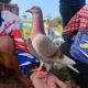 KIRANA PUTRA RACING PIGEONS