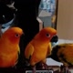 Ucil Sunconure