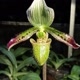 Arifin Orchid