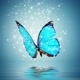 butterfly BLUE🌟