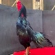 Rahayu jaya rooster