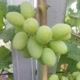 Anggur Import Garut