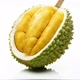 ADM.GUBES DURIAN