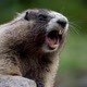 Marmota