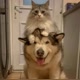 DOG&CAT
