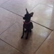 pinscher_lua1