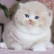 Ilove cats