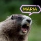 Marmota sincera