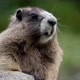 Marmota_Falador🦫