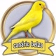 criação de canário belga