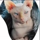 SPHYNX
