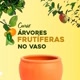 Arvores Frutiferas no Vaso