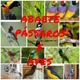 Abaetetuba Pássaros e av