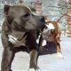 Layka e snoop pit bulls