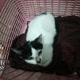 Kucing_kucing lucu&imut