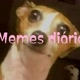 Memes diários