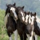 horse Family
