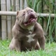 Ultra Bullies kennel