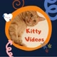 kitty videos engraçados