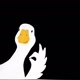 Duck vídeos 🦆