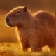 Capivara
